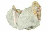 Narrow White Shark Tooth Fossil on Sandstone - Bakersfield, CA #238333-1